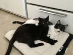 Adopt Sonny & Cher a Domestic Short Hair