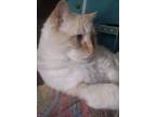 Adopt Harley a Siamese, Domestic Short Hair