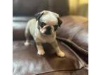 Pug Puppy for sale in Sioux City, IA, USA