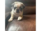 Pug Puppy for sale in Sioux City, IA, USA