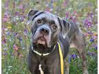 Adopt Luna Moth a Cane Corso