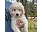 Goldendoodle male