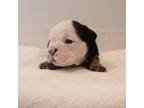 Bulldog Puppy for sale in Saint Paul, MN, USA