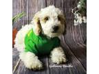 Goldendoodle Puppy for sale in Trinity, NC, USA