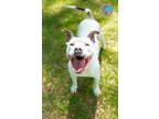 Adopt BEEBEE a Pit Bull Terrier, Mixed Breed