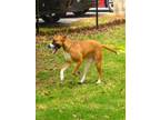 Adopt PIPPY a Black Mouth Cur