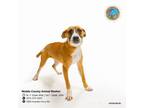 Adopt PIPPY a Black Mouth Cur