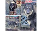 Adopt Cher a German Shepherd Dog, Mixed Breed