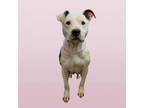 Adopt Birdie a Pit Bull Terrier