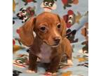 Dachshund Puppy for sale in Mancelona, MI, USA