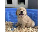 Golden Retriever Puppy for sale in Corona, CA, USA