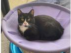 Adopt Nell a Domestic Short Hair