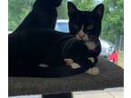 Adopt Nell a Domestic Short Hair