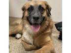 Adopt Blakely Rose a Great Pyrenees, German Shepherd Dog