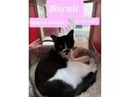 Adopt Bisquit a Domestic Short Hair