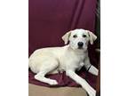 Adopt Chicken a Great Pyrenees