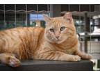 Adopt Narengi a Tabby