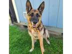 Adopt CLEMENTINE a German Shepherd Dog