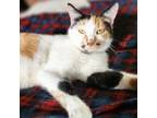 Adopt Kelly a Domestic Medium Hair