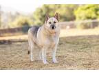 Adopt Rona a German Shepherd Dog, Siberian Husky