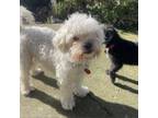 Adopt CORALINE a Poodle, Mixed Breed