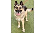 Adopt Pearl a German Shepherd Dog, Mixed Breed