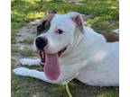 Adopt CHANCE a Pit Bull Terrier