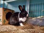 Adopt SHADOW a Bunny Rabbit