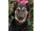Adopt Sienna von Addison a German Shepherd Dog