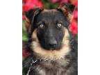 Adopt Jemma von Addison a German Shepherd Dog