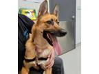 Adopt Bisous a German Shepherd Dog