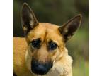 Adopt Bisous a German Shepherd Dog