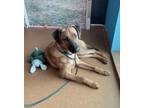 Adopt Briland a Anatolian Shepherd, Hound