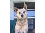 Adopt Abby a Australian Cattle Dog / Blue Heeler