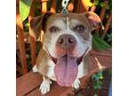 Adopt Sage a Mixed Breed