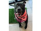 Adopt MOLLY a American Staffordshire Terrier, Mixed Breed