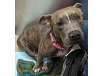 Adopt SAMI a American Staffordshire Terrier, Mixed Breed