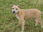 Adopt Buffy a Shar-Pei, Black Mouth Cur