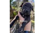 Adopt Breezy a Labrador Retriever