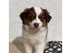 Australian Shepherd Puppy for sale in Springfield, MO, USA