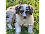 Australian Shepherd Puppy for sale in Springfield, MO, USA