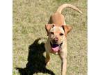 Adopt Alta a Boxer, Labrador Retriever