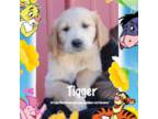 Golden Retriever Puppy for sale in Greentop, MO, USA