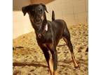 Adopt Derrika a Doberman Pinscher, Rottweiler