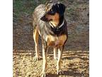 Adopt Phoebe a Rottweiler, Doberman Pinscher