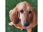 Adopt Sadie a Bloodhound