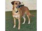 Adopt Tequila a Black Mouth Cur, Mixed Breed