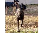 Adopt Smudge a Black Labrador Retriever, Mixed Breed