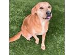 Adopt Monica a Labrador Retriever, Mixed Breed