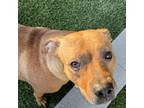 Adopt Bonnie a Black Mouth Cur